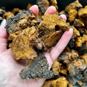 buy chaga mushroom