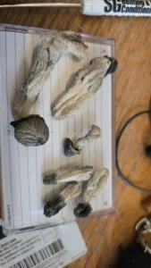 buy blue meanie mushrooms