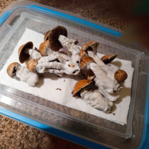 buy blue meanie mushrooms
