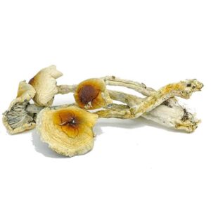 nepalese chitwan mushrooms