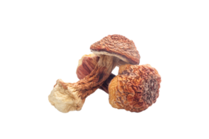 agaricus blazei mushroom