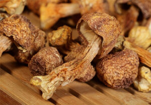 agaricus blazei mushroom