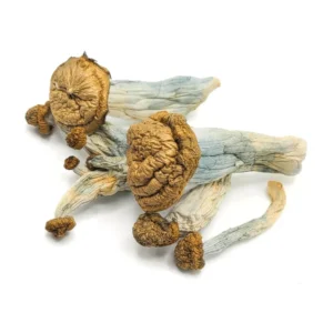 Buy Penis Envy Mushrooms