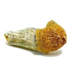 African Pyramid Mushroom