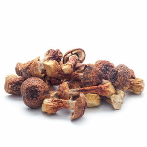 brazilian magic mushrooms