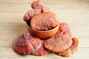 buy reishi mushroom