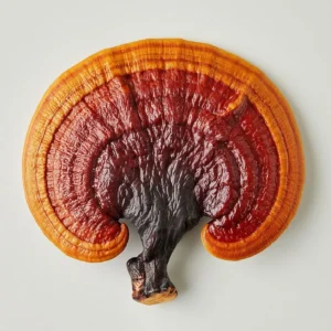 buy reishi mushroom