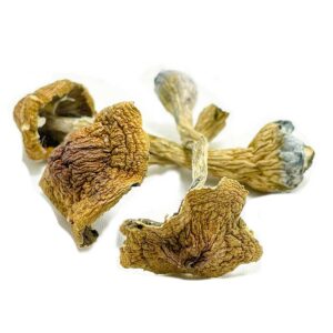 African Pyramid Mushroom