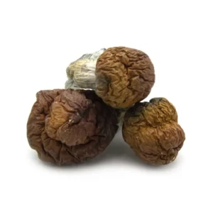 Texas Yellow Cap Mushroom