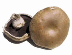 portabella mushroom powder