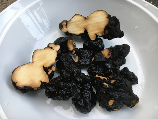 polyporus umbellatus benefits